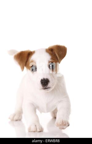 Jack Russell Terrier Welpen Fuß Stockfoto