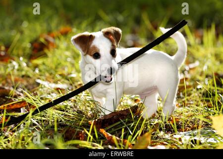 Jack-Russell-Terrier Welpen Stockfoto