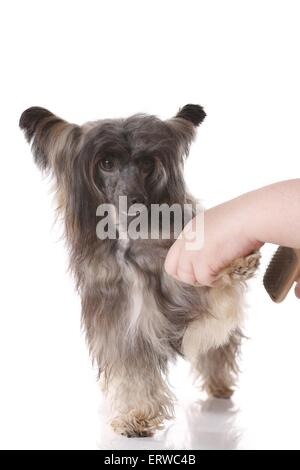 ein Chinesischer Schopfhund Puderquaste Bürsten Stockfoto