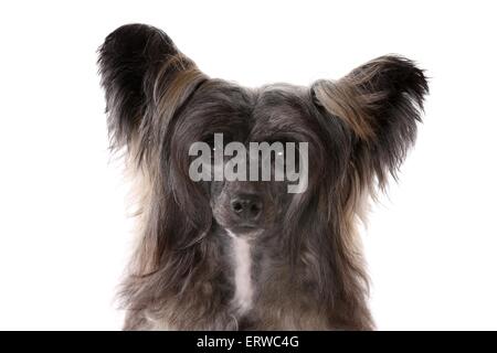 Chinesischer Schopfhund Puderquaste Portrait Stockfoto