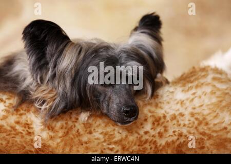 Chinese Crested Dog Puderquaste schlafen Stockfoto