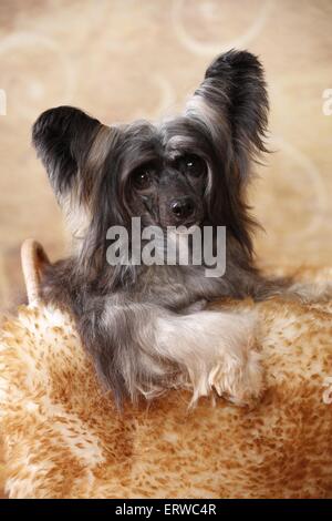 Chinesischer Schopfhund Puderquaste Stockfoto