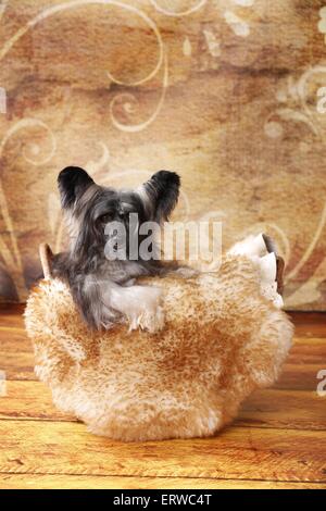 Chinesischer Schopfhund Puderquaste Stockfoto