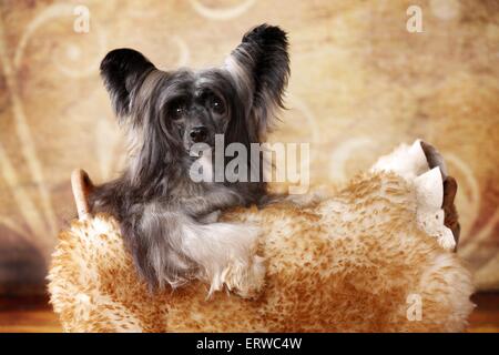 Chinesischer Schopfhund Puderquaste Stockfoto