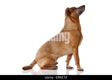 sitzen-Mischling Stockfoto