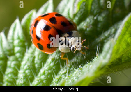 19 Spor Harlekin Marienkäfer (Harmonia Axyridis) auf einem Blatt Brennnessel (Urtica Dioica). Stockfoto