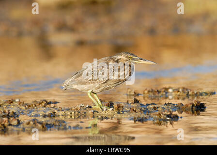 Mangrove Heron am Korallenriff am Roten Meer buchen in Sharm el-Sheikh, Ägypten Stockfoto