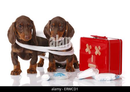 2 Dackel Welpen Stockfoto