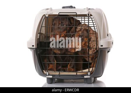 2 Dackel Welpen Stockfoto