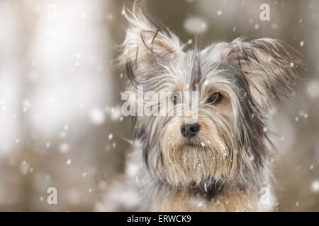 Terrier-Mischling im Schnee Stockfoto