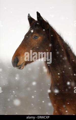 Pferd im Schneetreiben Stockfoto