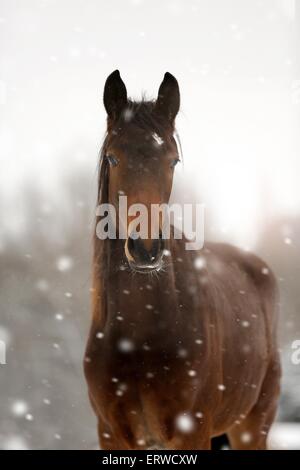 Pferd im Schneetreiben Stockfoto