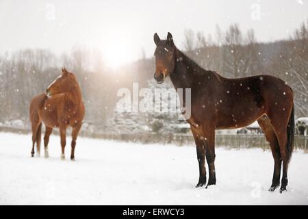 Pferde im Schneetreiben Stockfoto