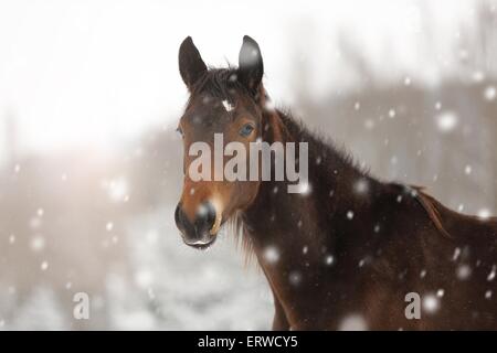 Pferd im Schneetreiben Stockfoto