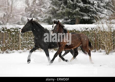 Pferde im Schneetreiben Stockfoto