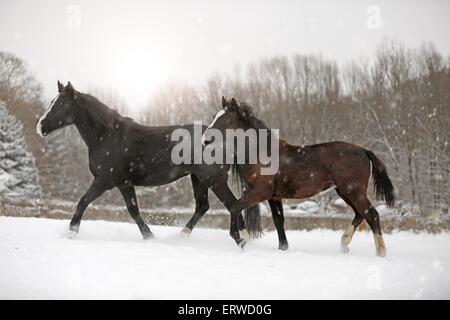 Pferde im Schneetreiben Stockfoto