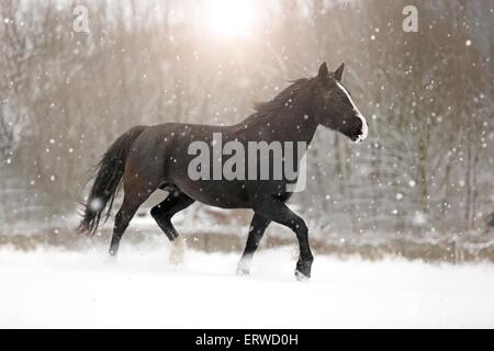 schwarzes Pferd im Schnee Stockfoto