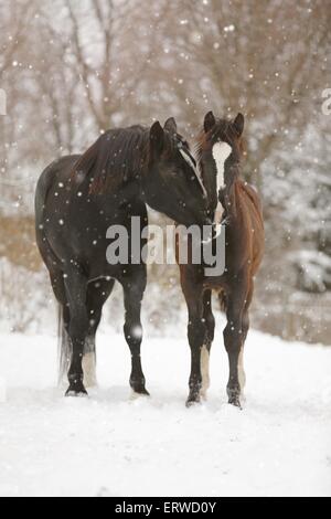 Pferde im Schneetreiben Stockfoto