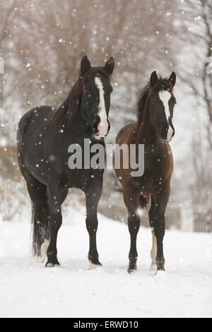 Pferde im Schneetreiben Stockfoto