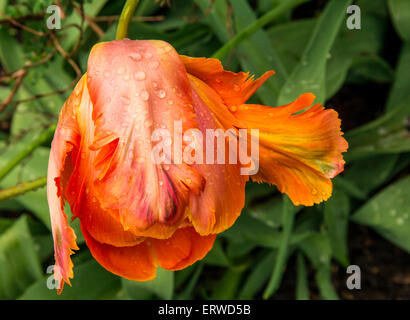 Schwere Regenfälle dieser orangefarbene Tulpe in eine dynamische Form gebogen Stockfoto