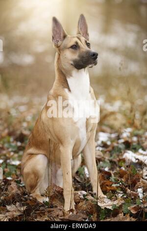 sitzen Malinois-Boxer-Mischling Stockfoto