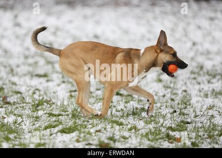 Malinois-Boxer-Mischling ausgeführt Stockfoto