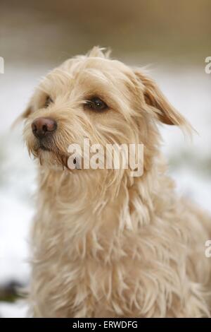 Dackel-Yorkshire-Terrier-Mischling Stockfoto