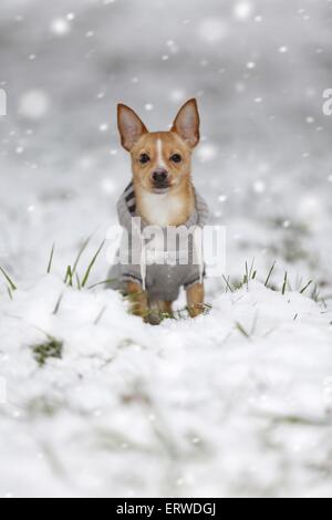 Hund im Schneetreiben Stockfoto