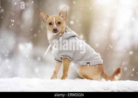 Hund im Schneetreiben Stockfoto