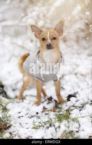 Hund im Schneetreiben Stockfoto