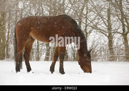 braune Pferd im Schneetreiben Stockfoto