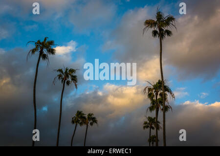 Palmen im Sonnenuntergang, in Seal Beach, Kalifornien. Stockfoto