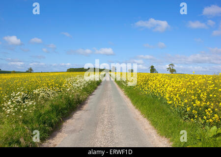 Sommerlandschaft mit einer Landstraße durch Senf oder Raps Ernten in die Yorkshire Wolds, England unter blauem Himmel Stockfoto