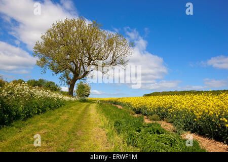 Frühsommer-Landschaft mit einer wunderschönen Esche, Weißdorn-Hecken, blühenden Raps Ernte und Wildblumen durch einen grasbewachsenen Weg. Stockfoto