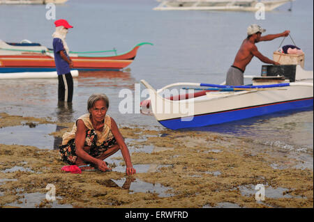 Ältere Filipina sammeln von Meeresfrüchten auf Küstenlinie am Panagsama Beach Moalboal Cebu Provinz Philippinen Stockfoto