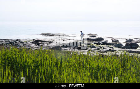 FALKENBERG, Schweden - 6. Juni 2015: Junge Crabfishing mit Netz am Strand am 6. Juni 2015 in Skrea, Falkenberg, Schweden. Stockfoto