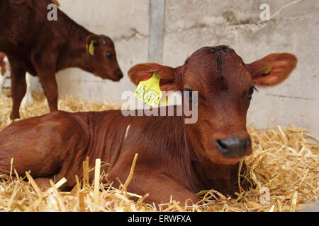 Eine einwöchige tagged alte Jersey Kuh Kalb sitzt unter frischem Heu auf einem Milchviehbetrieb in den Peak District National Prrk Derbyshire Englan Stockfoto