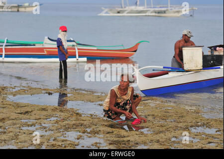 Ältere Filipina sammeln von Meeresfrüchten auf Küstenlinie am Panagsama Beach Moalboal Cebu Provinz Philippinen Stockfoto