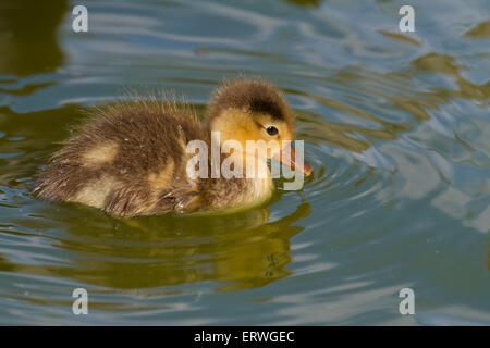 Junge rot-crested Tafelenten schwimmen auf dem See Stockfoto