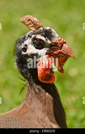 Porträt von einem behelmten Perlhühner Stockfoto