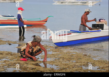 Ältere Filipina sammeln von Meeresfrüchten auf Küstenlinie am Panagsama Beach Moalboal Cebu Provinz Philippinen Stockfoto