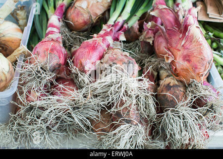 Frisch geerntete Bio rote Zwiebeln am Ferry Building Wochenmarkt in San Francisco, Kalifornien, USA Stockfoto