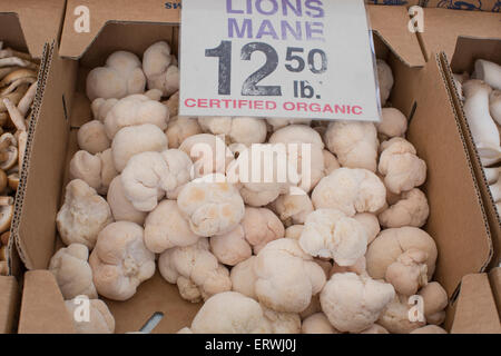 Schachtel mit Löwen Mähne zertifiziert Bio Pilze am Ferry Building Wochenmarkt in San Francisco. Stockfoto
