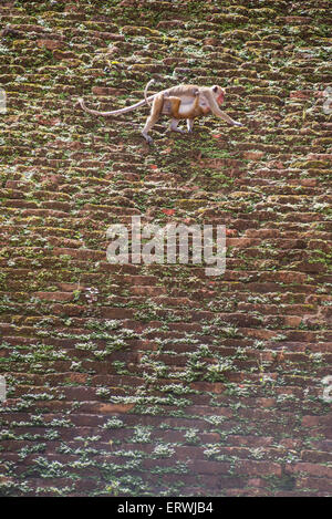 Heilige Stadt Anuradhapura, Affen auf Abhayagiri Dagoba, aka Abhayagiri Vihara, Abhayagiri Kloster, Sri Lanka, Asien Stockfoto