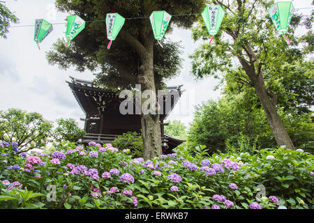 Hortensie-Festival, Hakusan Schrein, Bunkyo-Ku, Tokyo, Japan Stockfoto