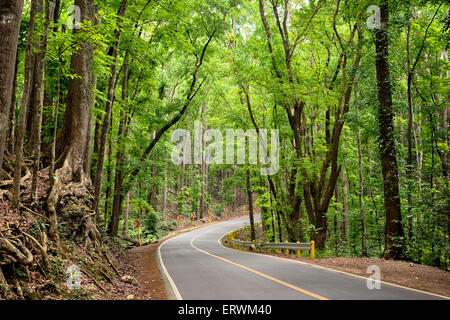 Loboc künstlichen Wald, Bohol - Philippinen. Stockfoto