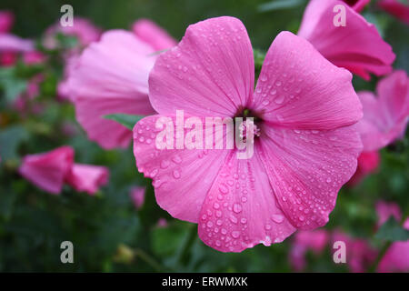 Wunderschöne, zarte Blumen Lavater - Lavatera Trimestris L. Stockfoto