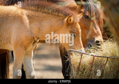 Pferde in der Koppel und Trockenrasen Essen Stockfoto