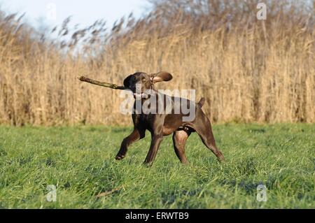 Deutscher Kurzhaariger Vorstehhund zu spielen Stockfoto