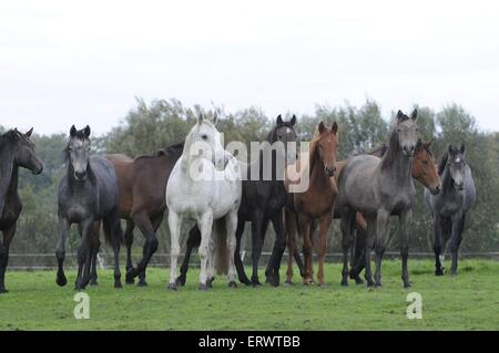 Warmblüter Stockfoto